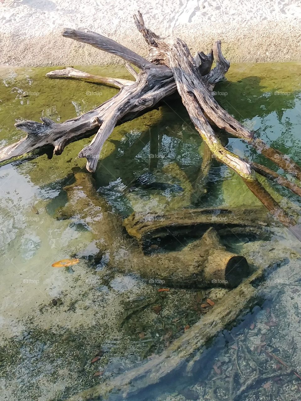 Wood in water