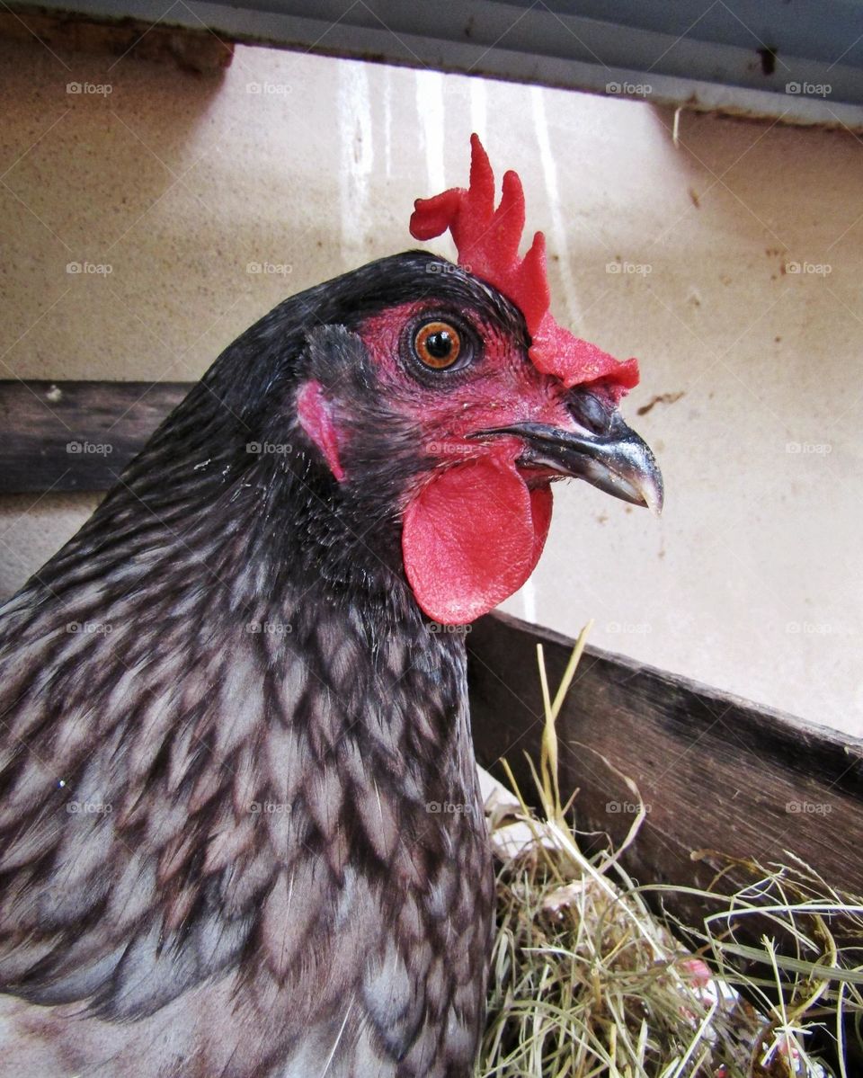 carijó chicken