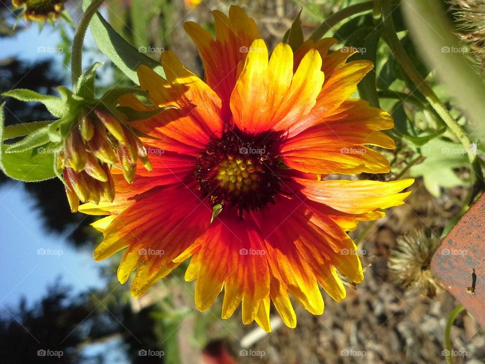 Gerber Daisy in Macro