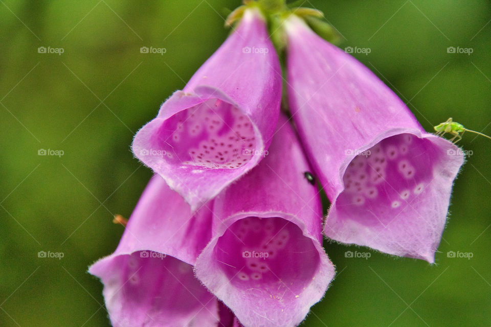 flower in the garden