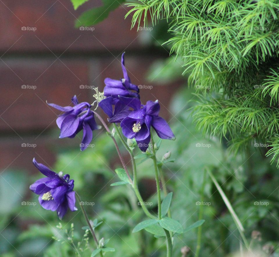 Dark purple columbine flower with pine bough and leaves