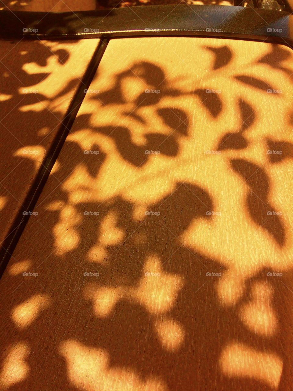 Leaves silhouettes on bench