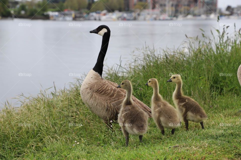 Three goslings behind mother goose