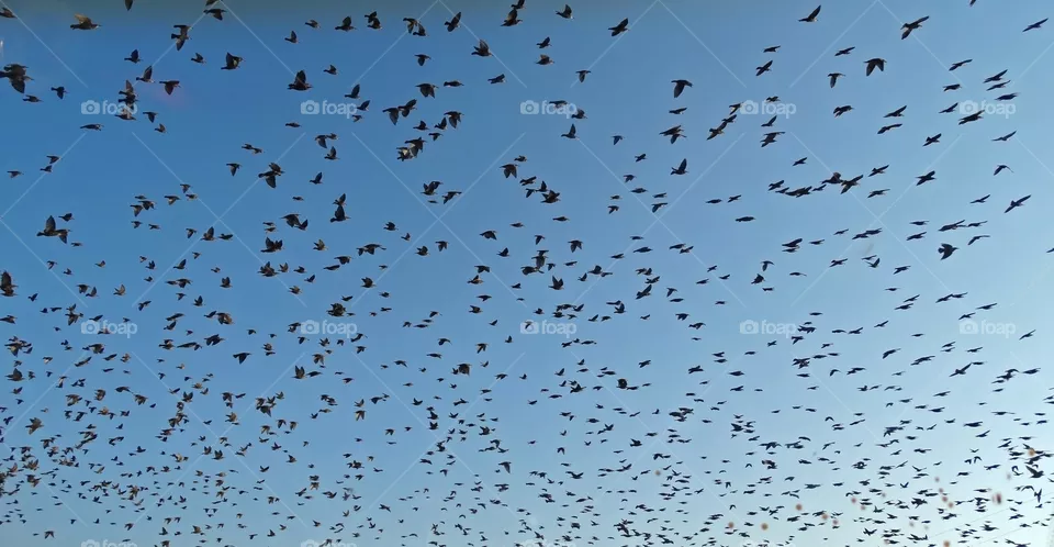 Birds