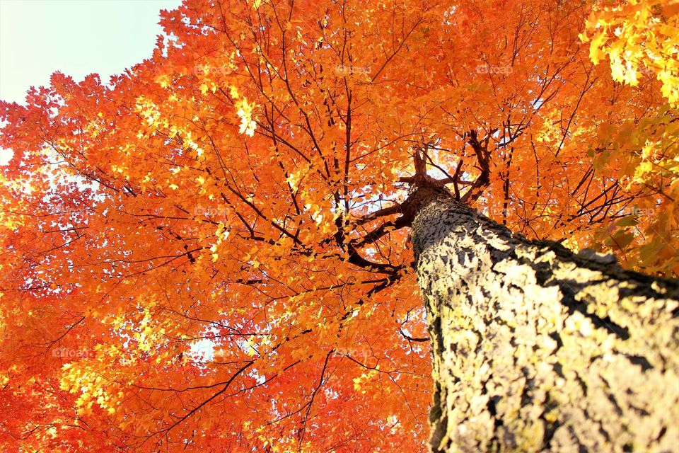 Maple tree