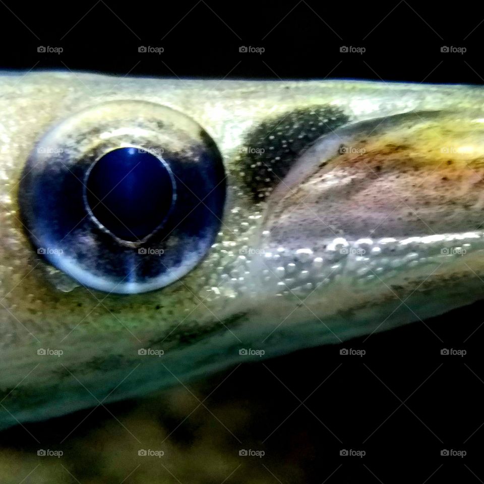 Fish eye.