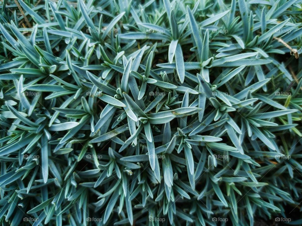 Ground cover carnation.