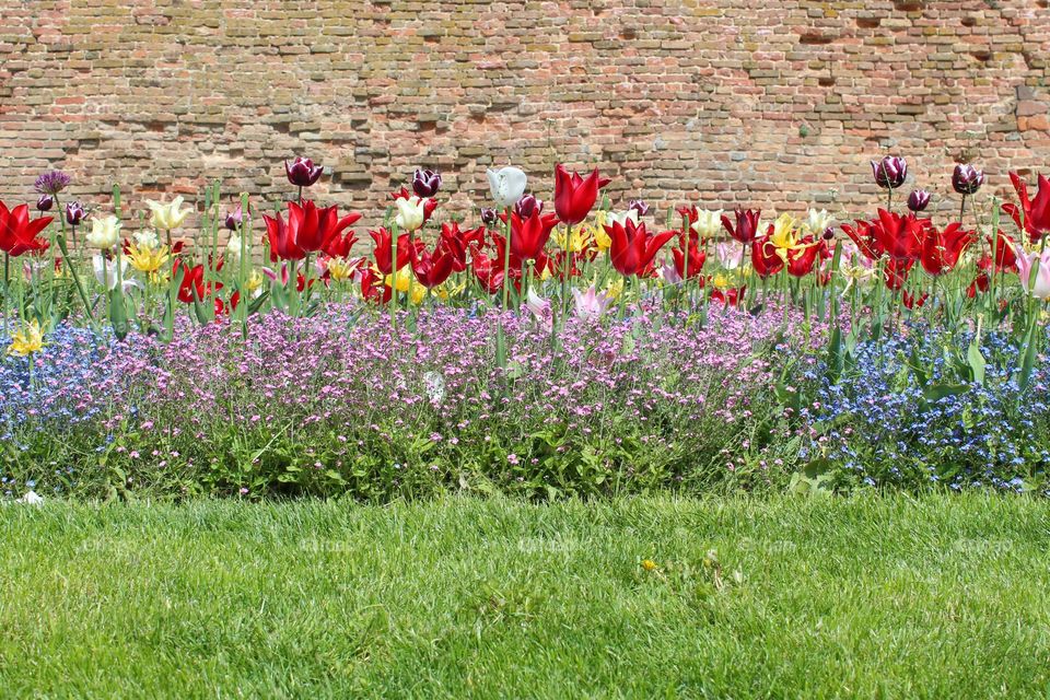 View of the lawn with flowers:blue and pink Forget-me-not,  with yellow and red tulips. Old brick wall in the background