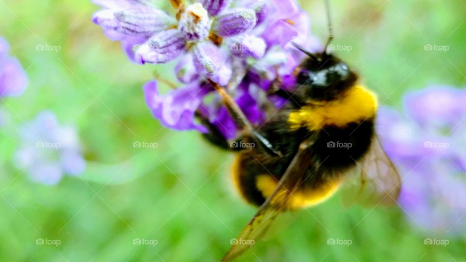 bee