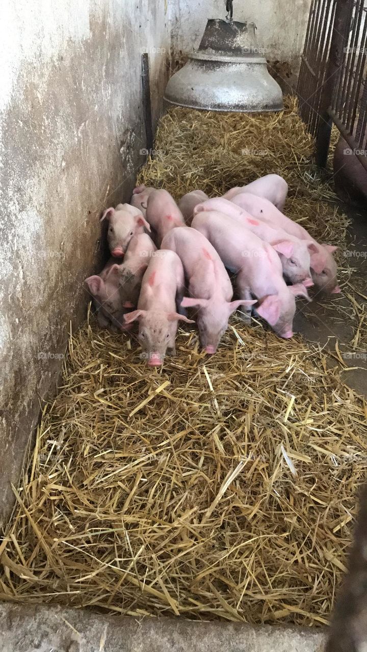 piglets warming themselves