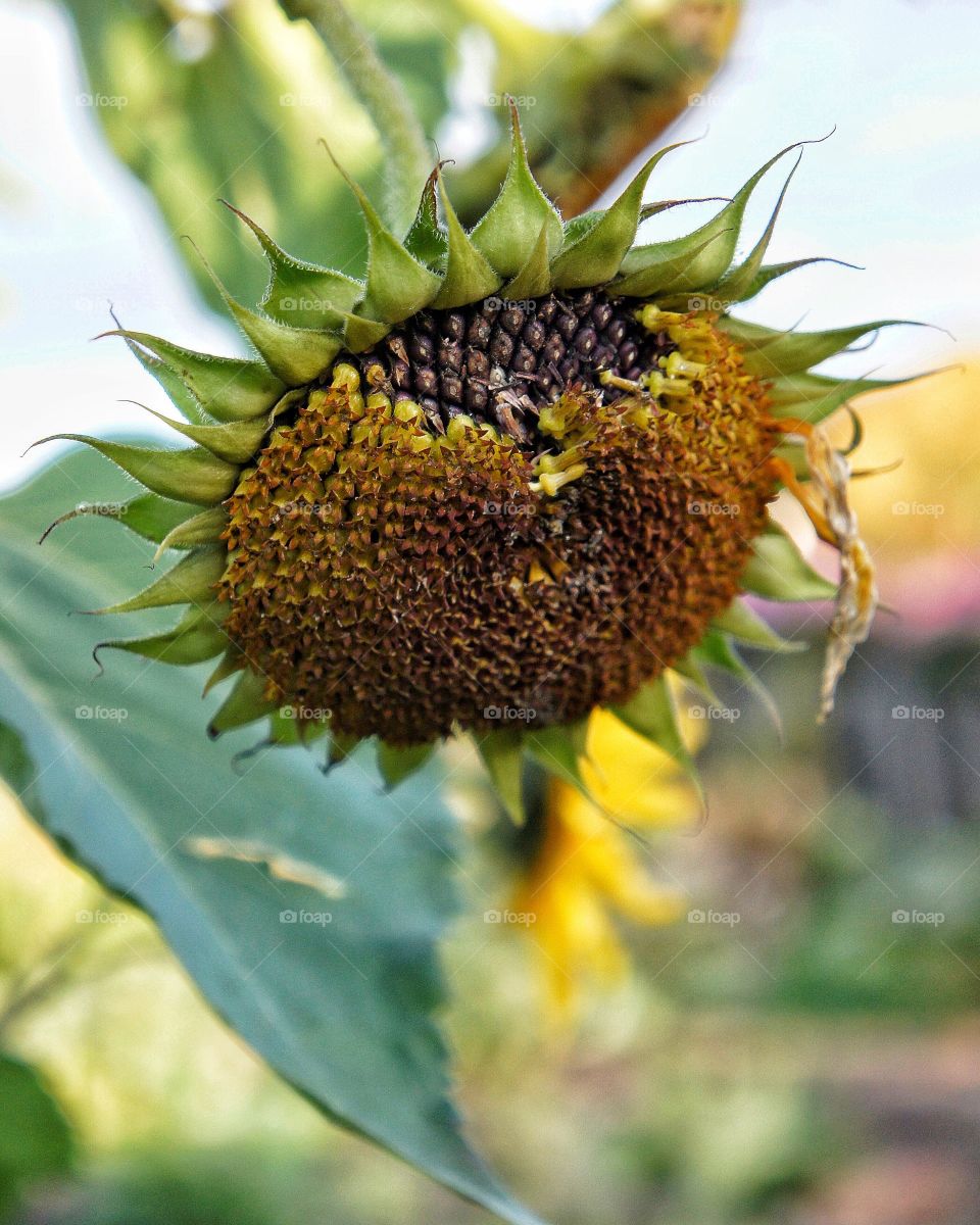 Close-up of dry sunflower