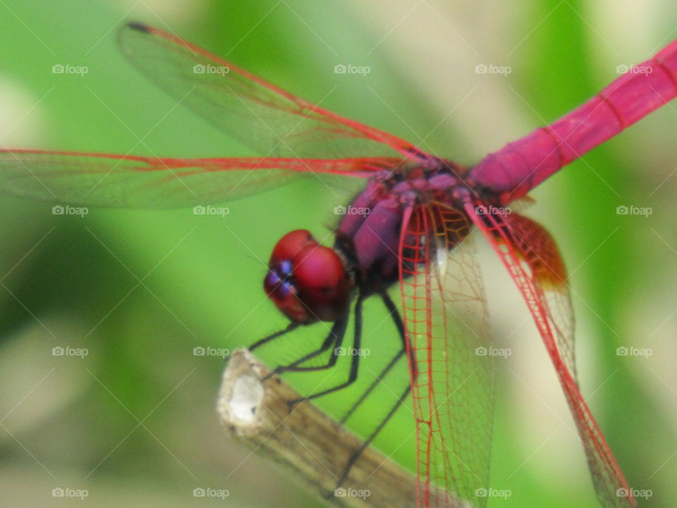 a red dragonfly