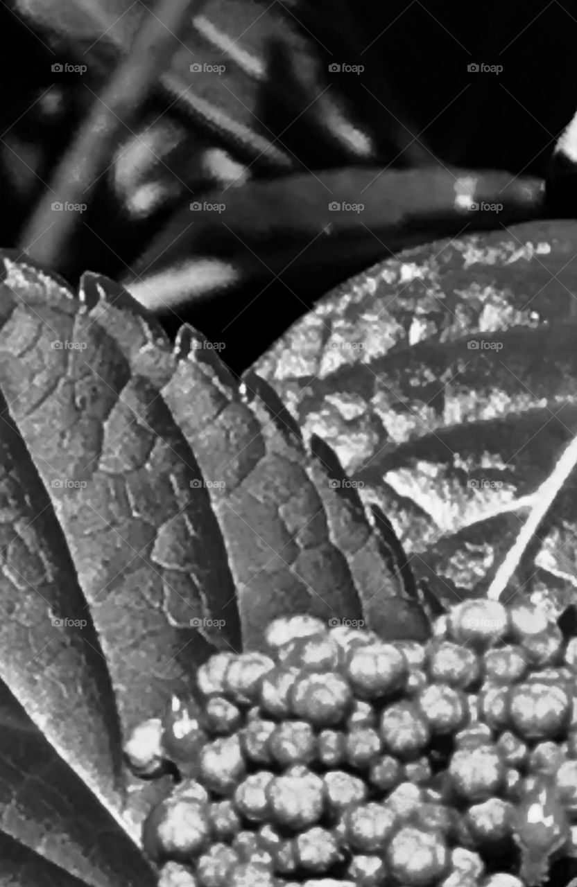 Black and white photo leaf up close 