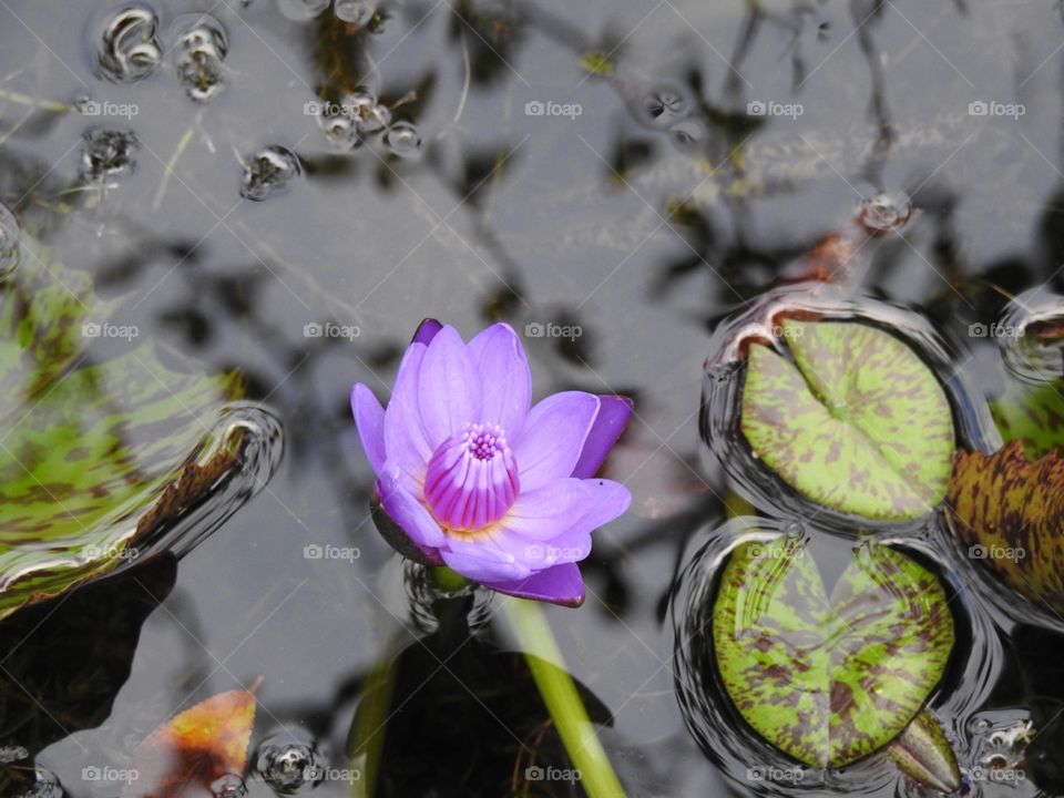 Purple waterlily 