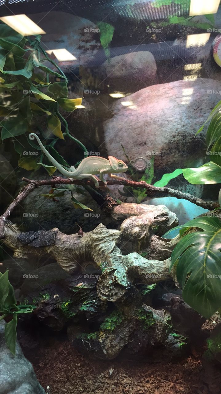 Adorable chameleon climbs on a branch.