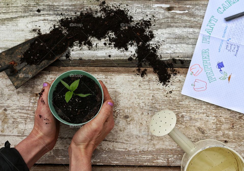 Flatlay of planting a pepper seedling.