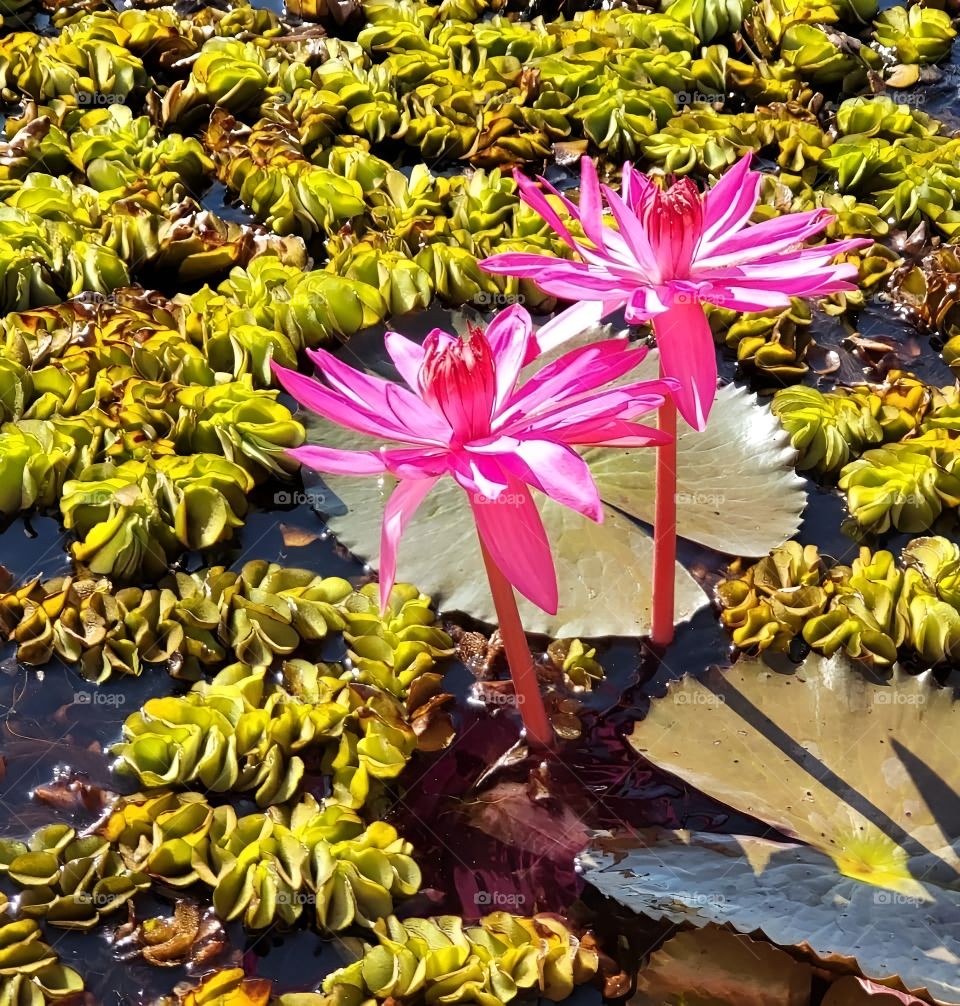 A beautiful lotus flower that was born naturally