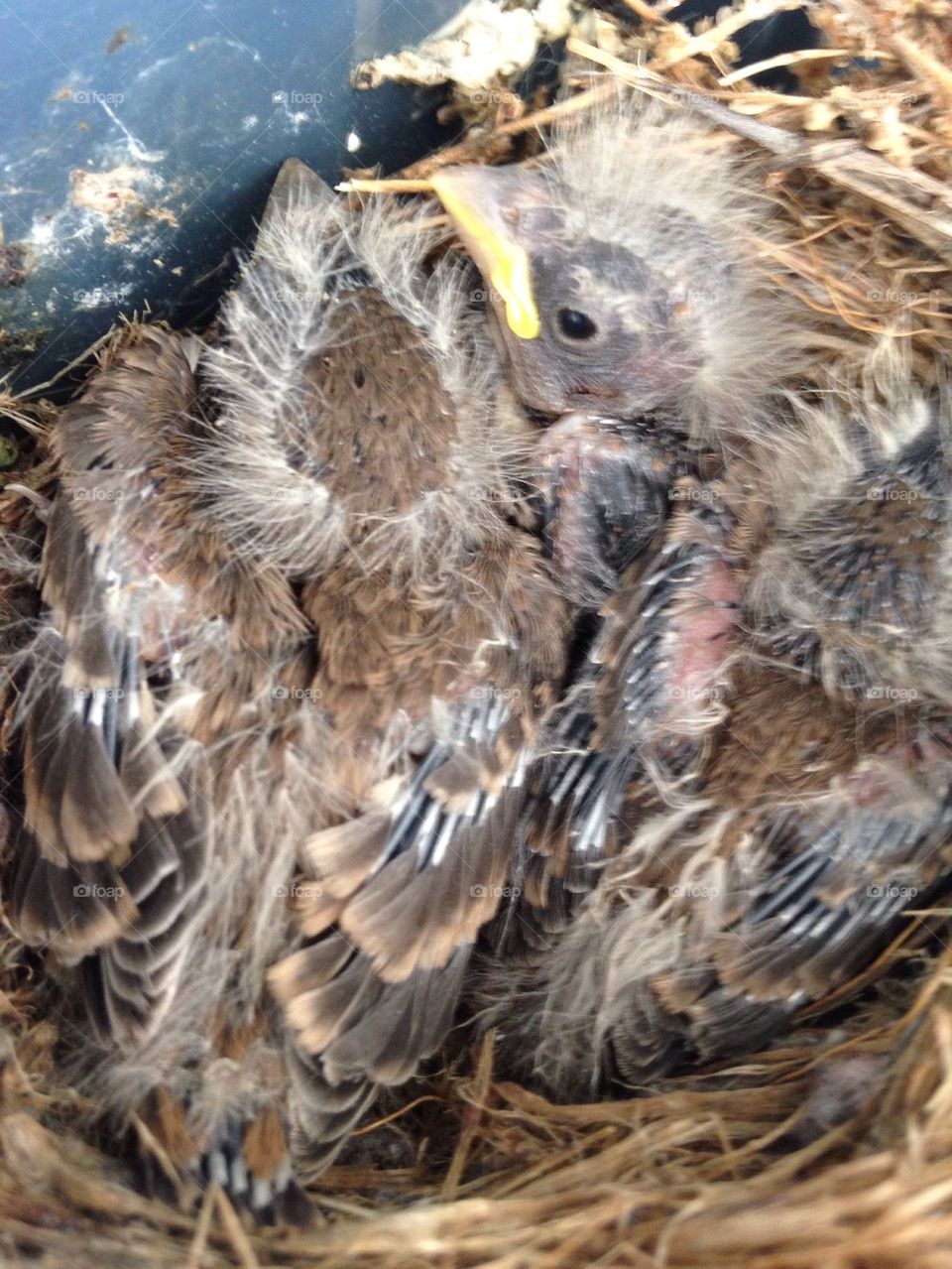 Baby House Finches