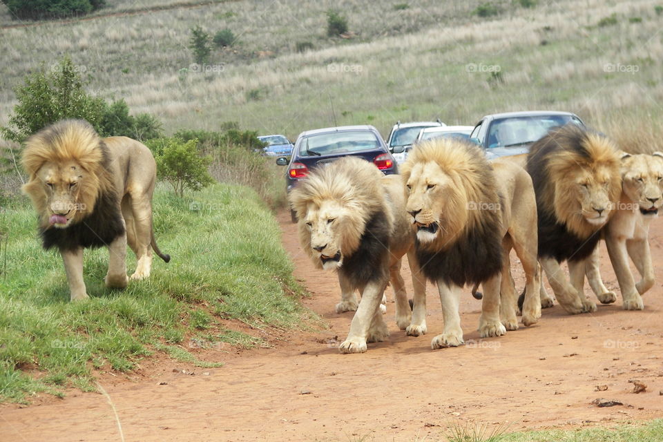 Three lions walk down the road