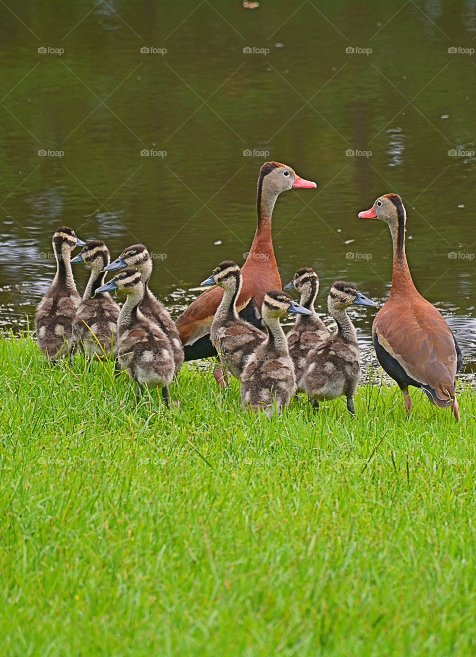 Black Bellied Whistling ducks 