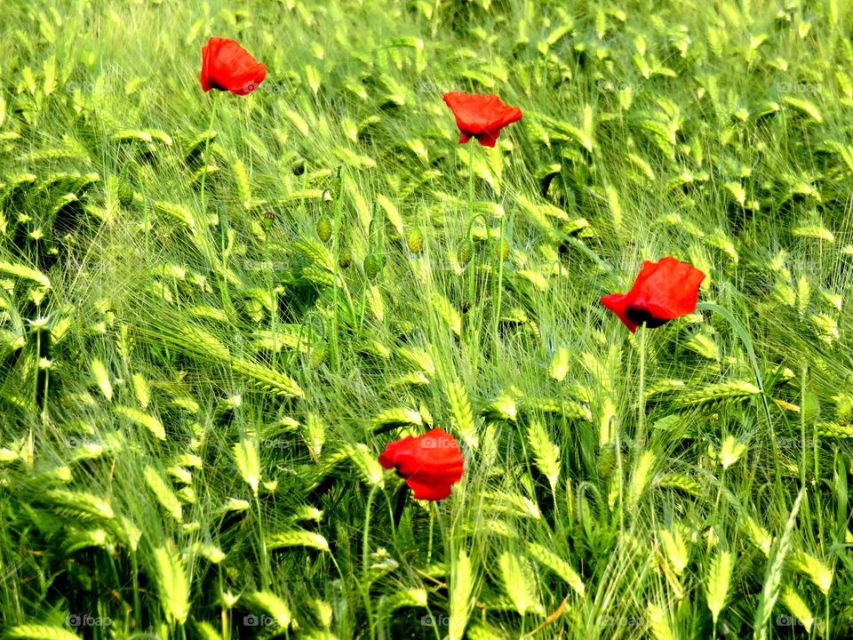 beautiful poppies