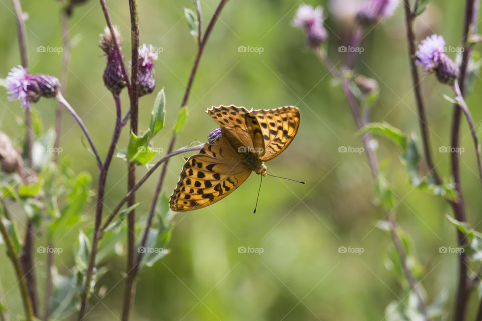 Orange butterfly purple flowers 