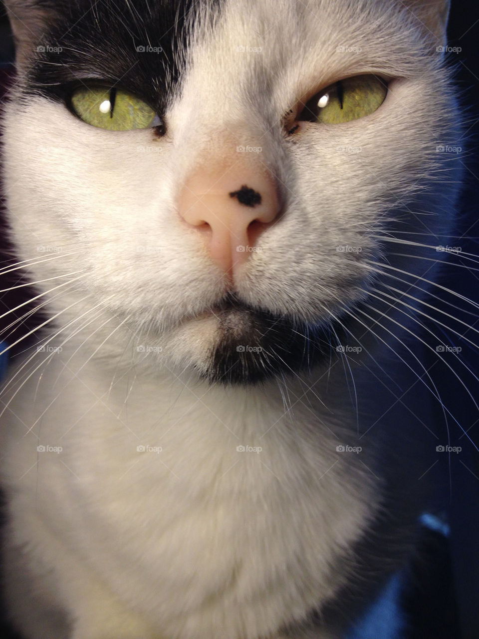 macro cat portrait eyes by boozina