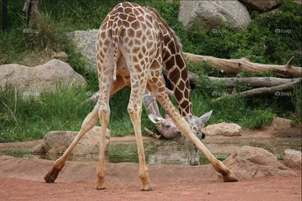 Giraffe Drinking