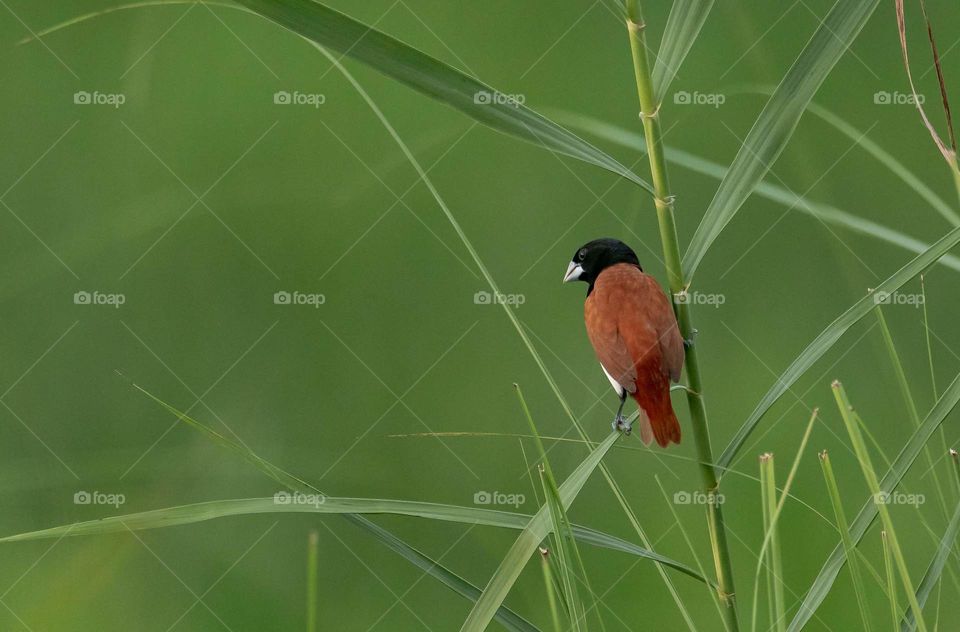 Tri colored Munia also called black headed Munia.
