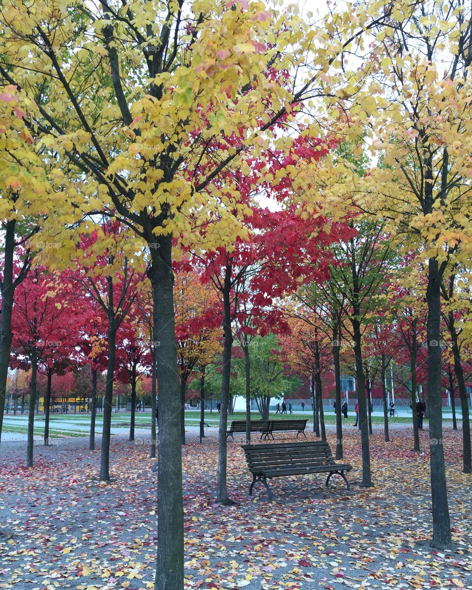 Autumn trees in park at Berlin