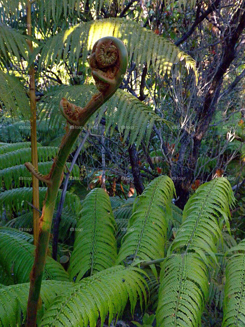 Jurassic fern