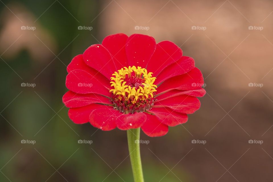 Red flower