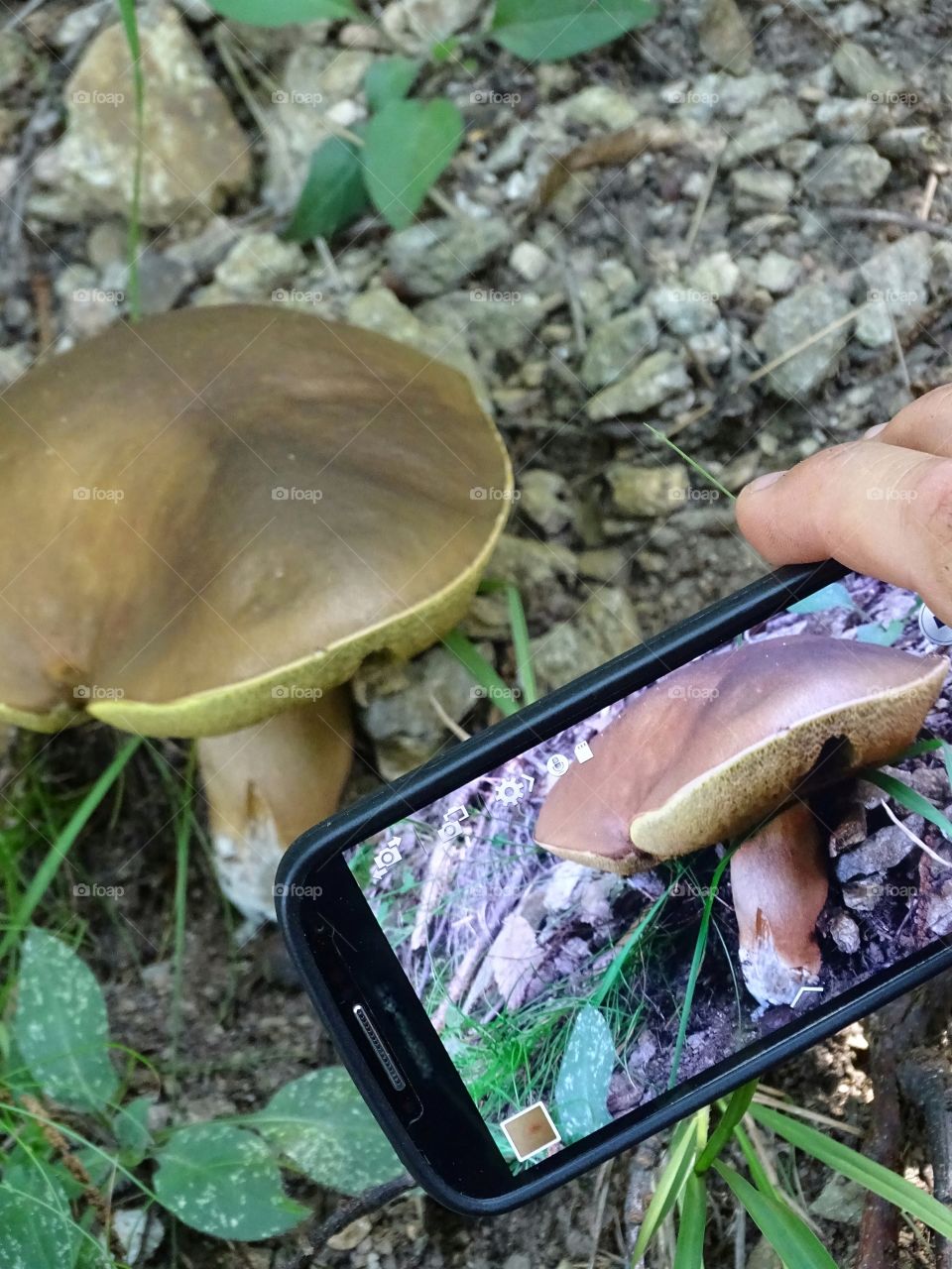 mushroom in the phone