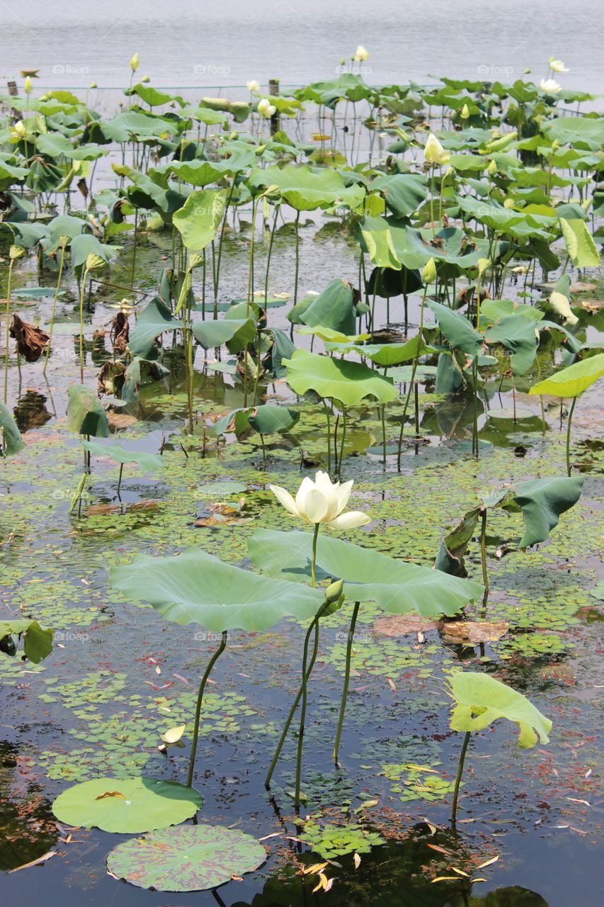 Lotus flower in China