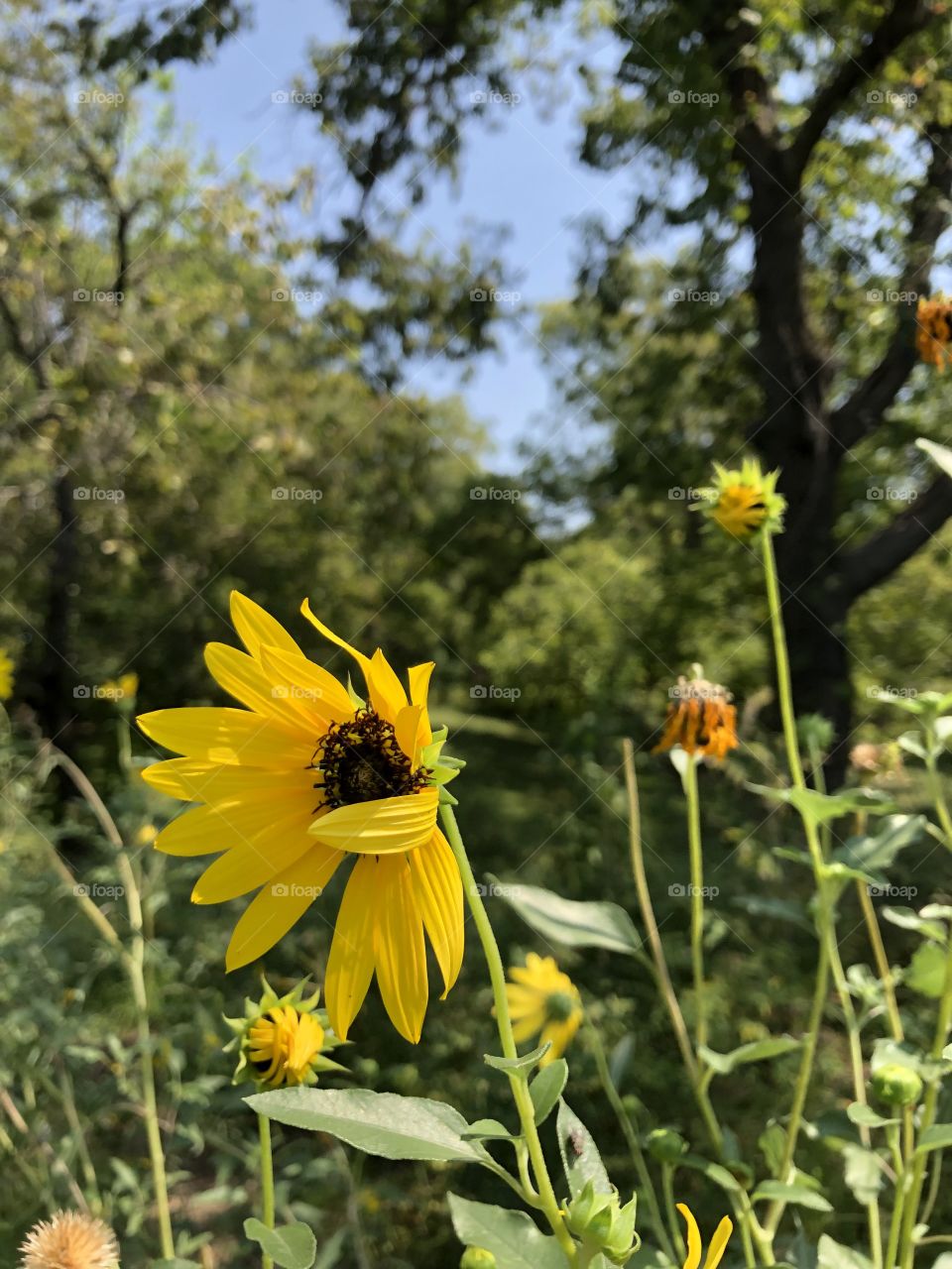 Sims Park, Wichita Kansas