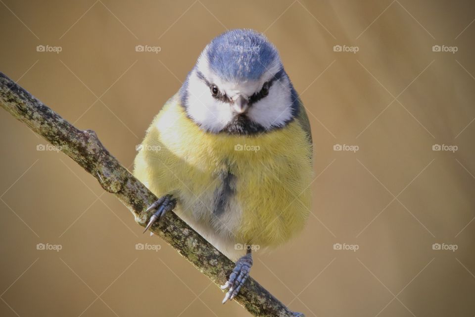 Blue tit