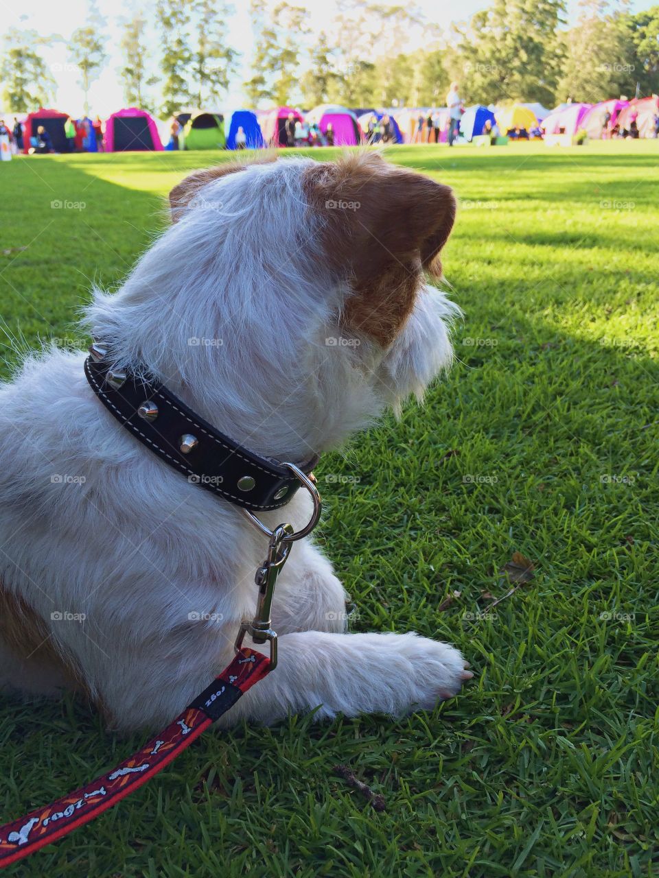 Keeping watch. Dog looking at people and dogs on a dog show