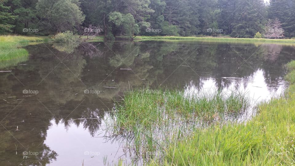 frog lake with trees. this water is filled with frogs! 