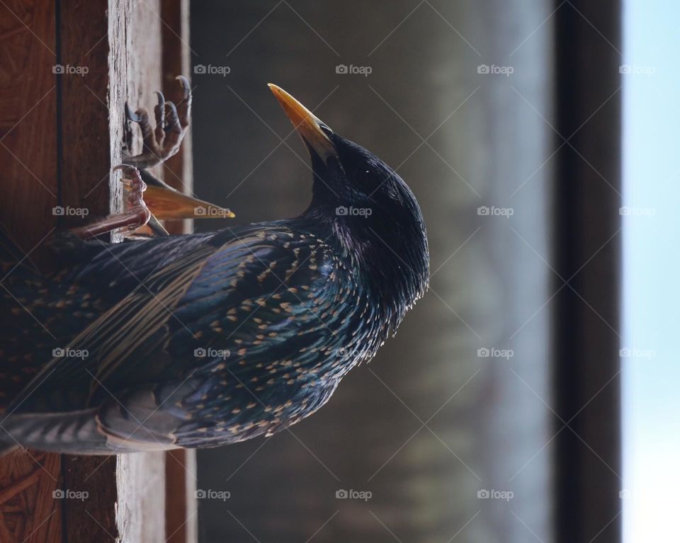 Adult starling feeding young starlings