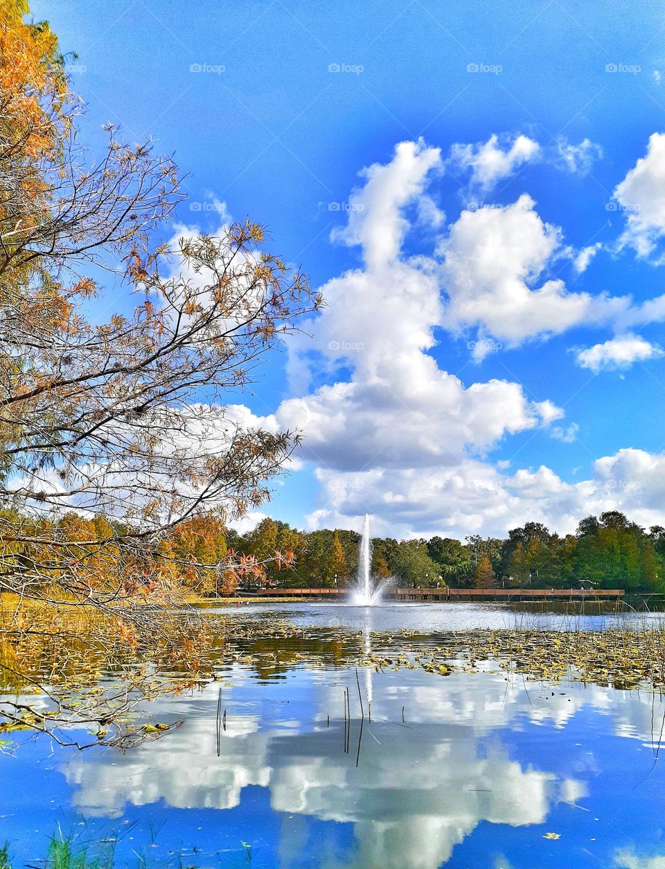 A blue sky and white clouds reflected in the water at Lake Lily Park in Maitland, Florida.