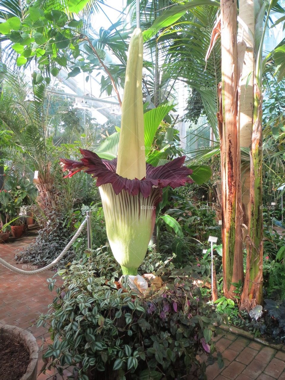 A Titan Arum in bloom