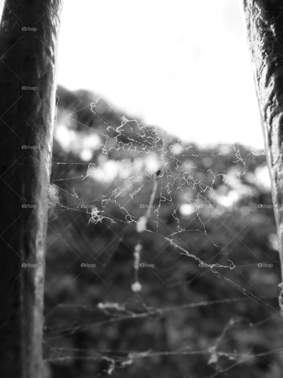 spider webs in puerto rico