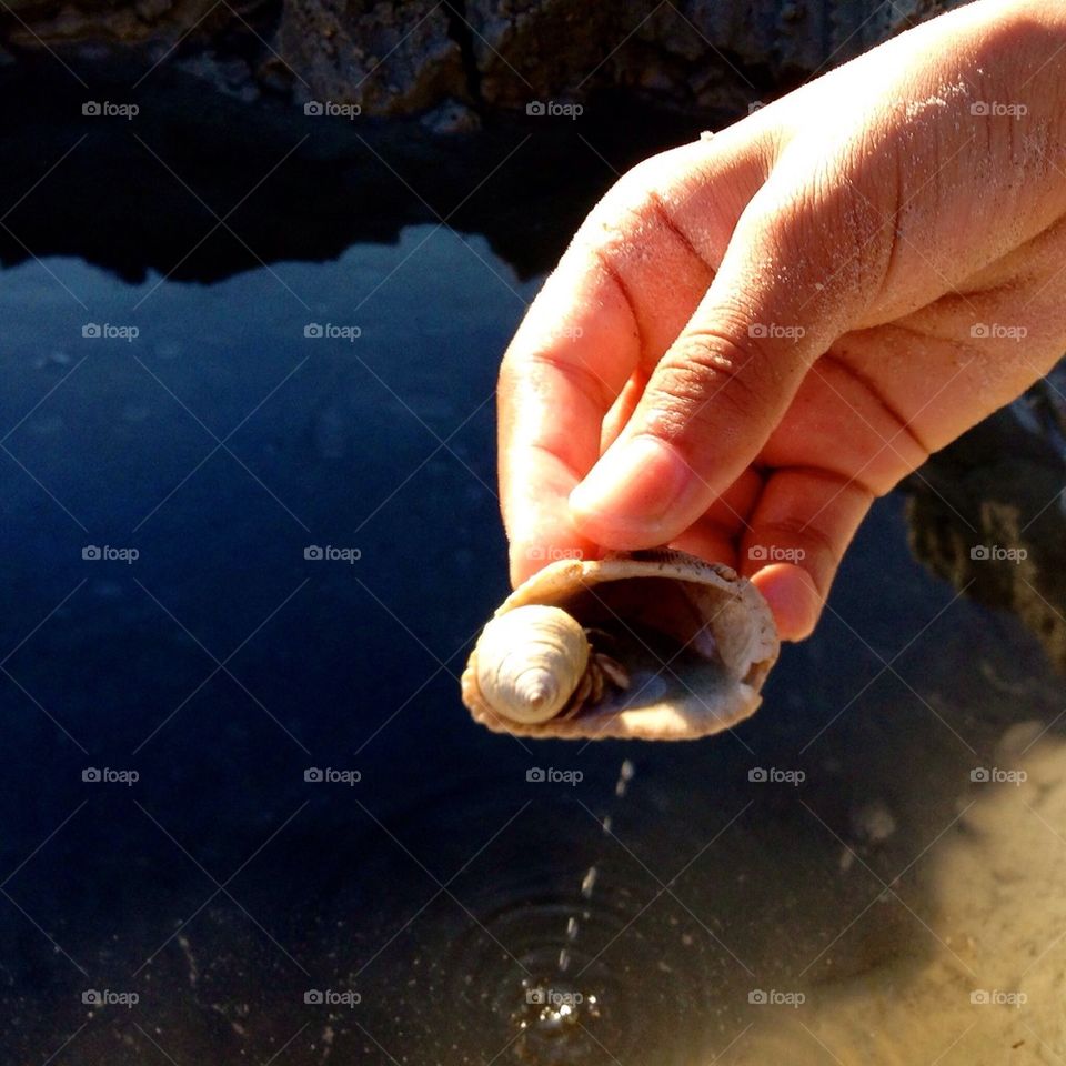 Hermit crab in a borrowed shell. Beach time in Florida. 