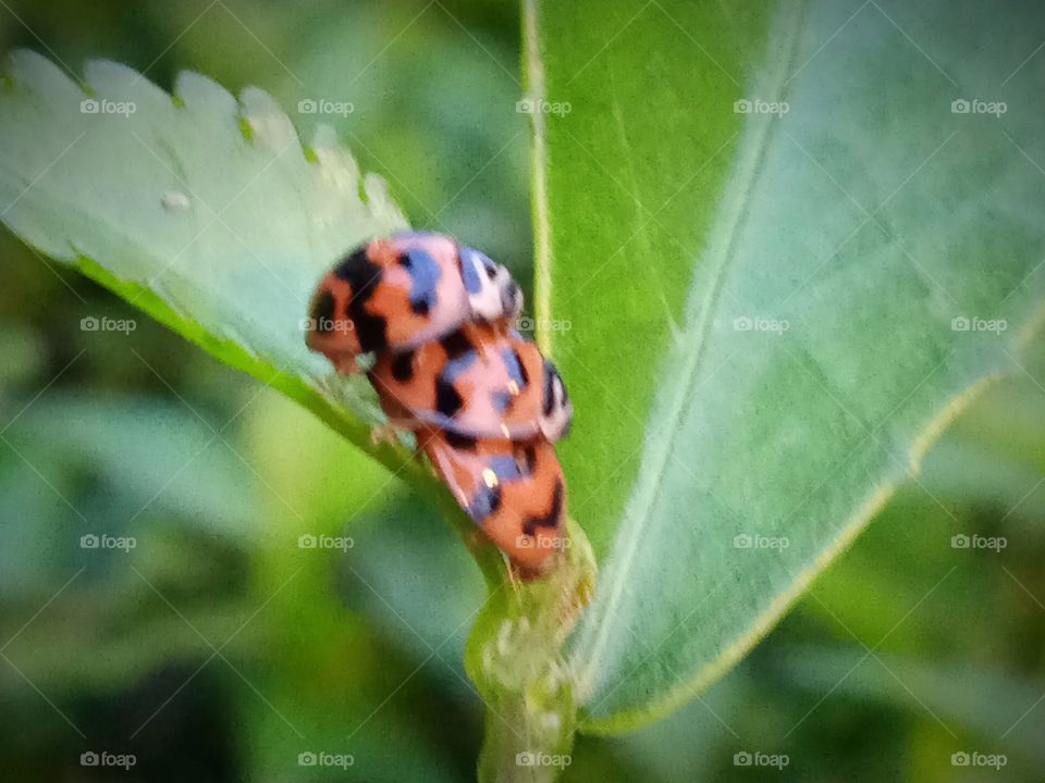 Three ladybugs blurred in love.