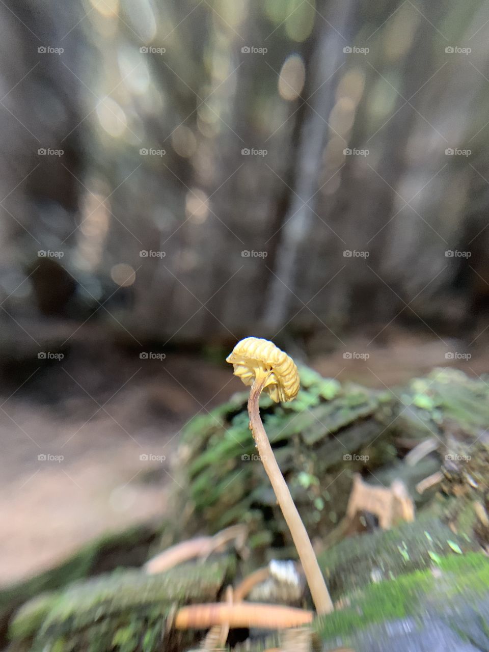 Tiny yellow mushroom 