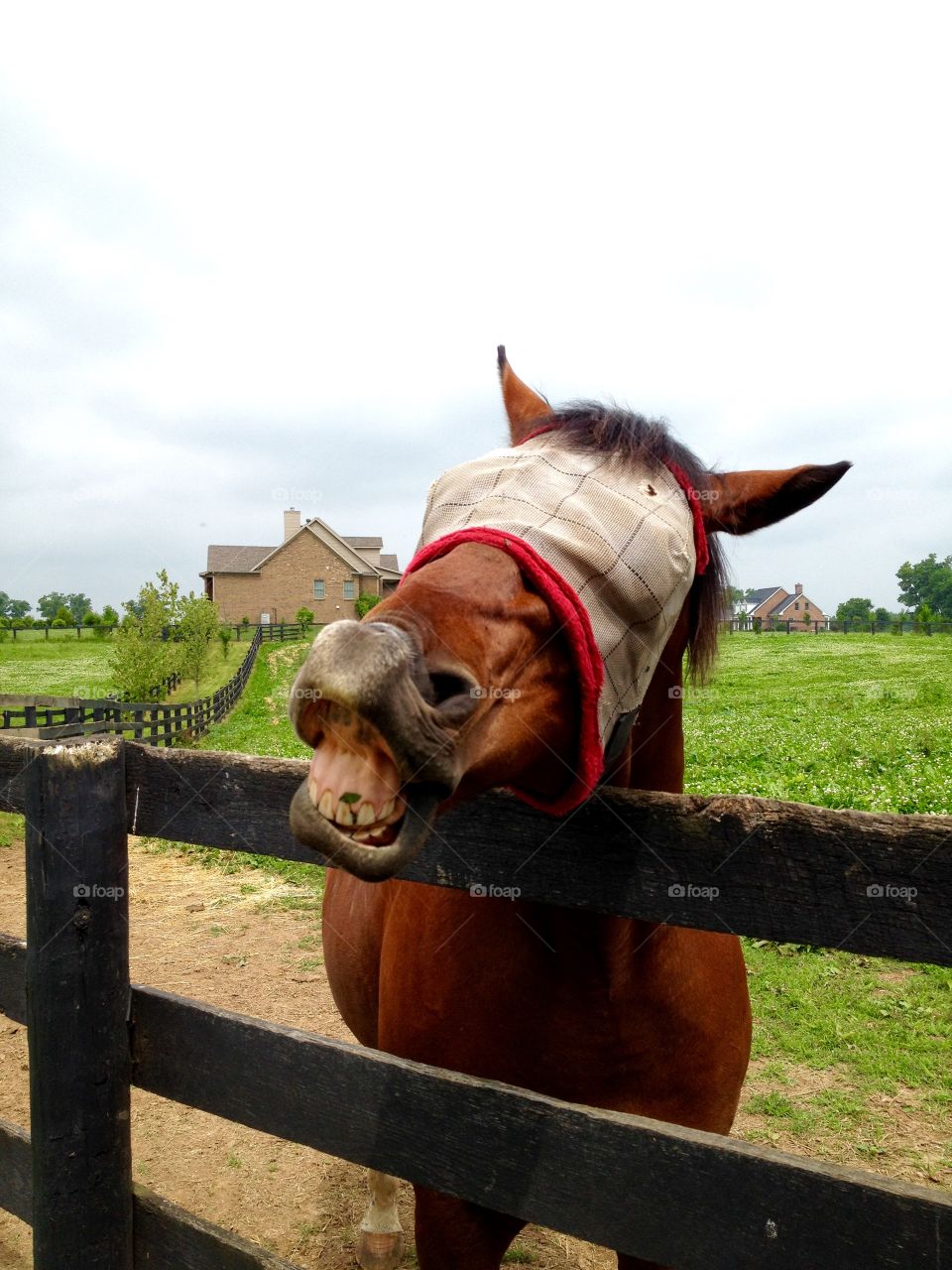 Show me your teeth