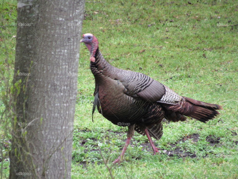 Nice size jake turkey