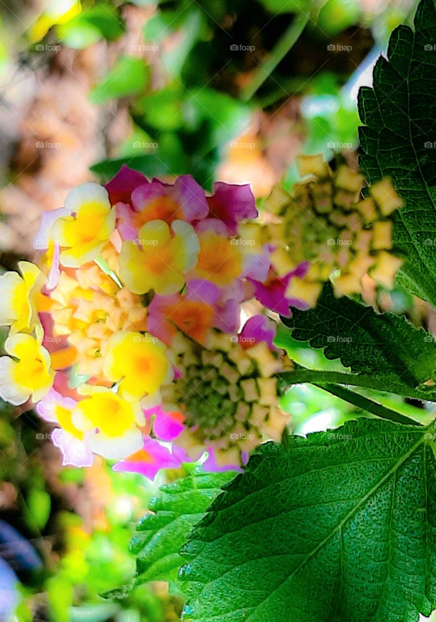 pink and yellow flowers bloom