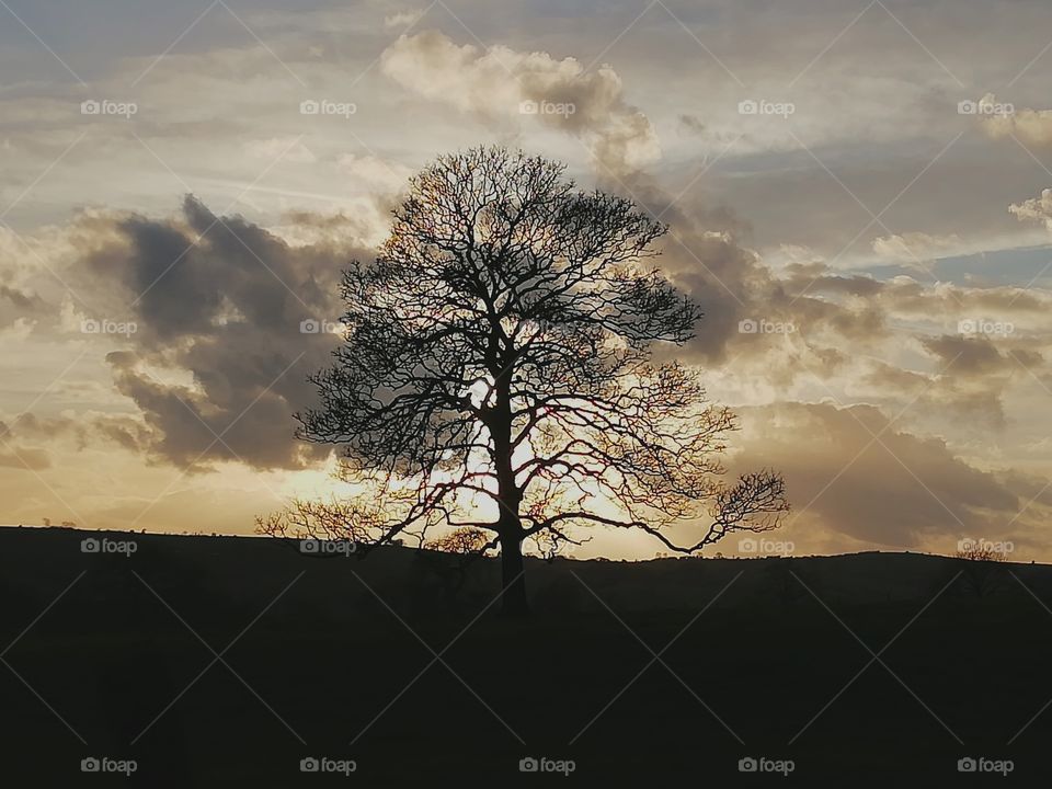 Tree in silhouette