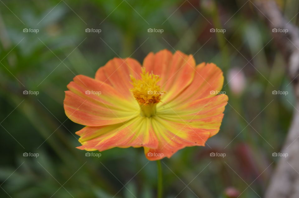 Beautiful Ketaki flower sets the fire in nature through it's colour.